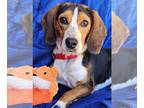 Beagle DOG FOR ADOPTION RGADN-1233361 - Herbie Smith - Beagle (short coat) Dog