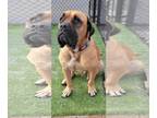 Bullmastiff DOG FOR ADOPTION RGADN-1233363 - Tanner - Bullmastiff (short coat)