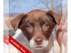 Mix DOG FOR ADOPTION RGADN-1233371 - Hettie - Chocolate Labrador Retriever