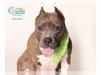 American Staffordshire Terrier Mix DOG FOR ADOPTION RGADN-1233389 - SUNNY -