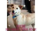 Adopt Goldie a Labrador Retriever