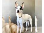 Rat Terrier Mix DOG FOR ADOPTION RGADN-1233479 - PABLITO - Rat Terrier / Mixed