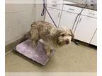 Cairn Terrier Mix DOG FOR ADOPTION RGADN-1233521 - LENNY - Cairn Terrier / Mixed