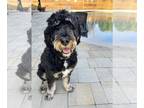 Bernedoodle DOG FOR ADOPTION RGADN-1233528 - Kiro - Bernese Mountain Dog /