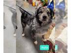 Australian Shepherd DOG FOR ADOPTION RGADN-1233537 - Rufus - Australian Shepherd