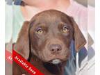 Mix DOG FOR ADOPTION RGADN-1233542 - Paul - Chocolate Labrador Retriever