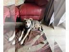 Labrador Retriever-Siberian Husky Mix DOG FOR ADOPTION RGADN-1233562 - BUDDY BOY