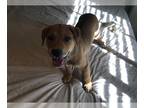 Rottweiler Mix DOG FOR ADOPTION RGADN-1233578 - BETTS - Rottweiler / Mixed