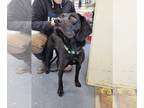 Labbe DOG FOR ADOPTION RGADN-1233590 - Stormy - Beagle / Labrador Retriever /