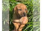 Labrador Retriever-Mountain Cur Mix DOG FOR ADOPTION RGADN-1233596 - Joy Bean -