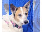 Red Heeler Mix DOG FOR ADOPTION RGADN-1233600 - Star Bristol - Australian Cattle