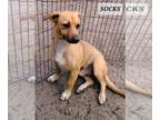 Dachshund Mix DOG FOR ADOPTION RGADN-1233603 - SOCKS - Happy playful sweet boy -