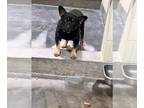 Rottweiler Mix DOG FOR ADOPTION RGADN-1233684 - DEVITO - Rottweiler / Mixed