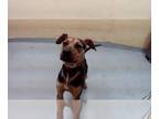 Rottweiler-American Pit Bull Terrier DOG FOR ADOPTION RGADN-1233685 - DUDE -