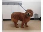 Chow Chow DOG FOR ADOPTION RGADN-1233703 - BRYER - Chow Chow (medium coat) Dog