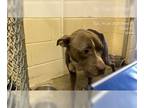 American Pit Bull Terrier DOG FOR ADOPTION RGADN-1233707 - FRITTER - American