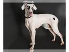 Great Dane DOG FOR ADOPTION RGADN-1233733 - *DELILAH - Great Dane (medium coat)