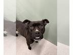 Boxer Mix DOG FOR ADOPTION RGADN-1233734 - LILLY - Boxer / Mixed (medium coat)