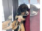 Bernedoodle DOG FOR ADOPTION RGADN-1233745 - BUBSY - Poodle (Standard) / Bernese