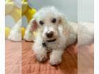 Poodle (Miniature) DOG FOR ADOPTION RGADN-1233750 - Casper - Poodle (Miniature)
