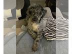 Poodle (Miniature) DOG FOR ADOPTION RGADN-1233751 - Pepper 15222 - Poodle