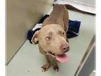 American Pit Bull Terrier-Weimaraner Mix DOG FOR ADOPTION RGADN-1233781 - SHADY