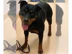 Rottweiler DOG FOR ADOPTION RGADN-1233784 - CRUSH - Rottweiler (medium coat) Dog