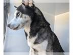 Huskies Mix DOG FOR ADOPTION RGADN-1233790 - A618476 - Husky / Mixed (medium