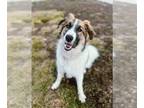 Collie Mix DOG FOR ADOPTION RGADN-1233868 - Milly Express - Collie / Mixed