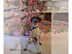 German Shorthaired Pointer Mix DOG FOR ADOPTION RGADN-1233876 - ZEKE - German