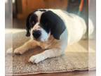 Beagle DOG FOR ADOPTION RGADN-1233887 - Abby--In Foster - Beagle Dog For