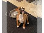 Boxer Mix DOG FOR ADOPTION RGADN-1233905 - Annabelle - Boxer / Mixed (short