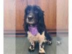 Spaniel Mix DOG FOR ADOPTION RGADN-1233913 - Jade - Spaniel / Mixed Dog For