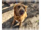 Chow Chow Mix DOG FOR ADOPTION RGADN-1233923 - A618504 - Chow Chow / Mixed