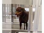 Doberman Pinscher Mix DOG FOR ADOPTION RGADN-1233927 - STELLA - Doberman