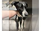 Border Collie Mix DOG FOR ADOPTION RGADN-1233940 - DEMARIO - Border Collie /