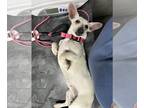 Pembroke Welsh Corgi-Rat Terrier Mix DOG FOR ADOPTION RGADN-1233952 - TAMMY -