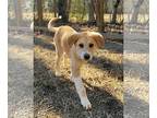 Labrenees DOG FOR ADOPTION RGADN-1233954 - Chloe - Labrador Retriever / Great