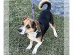 Beagi DOG FOR ADOPTION RGADN-1233957 - Buster Moon 2024 - Beagle / Corgi / Mixed