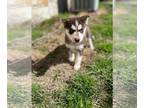 Huskies Mix DOG FOR ADOPTION RGADN-1233959 - Xena - Husky / Mixed (medium coat)