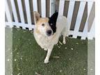 Australian Shepherd Mix DOG FOR ADOPTION RGADN-1233995 - ANNABETH - Australian