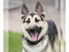 German Shepherd Dog-Huskies Mix DOG FOR ADOPTION RGADN-1234013 - DUKE - German