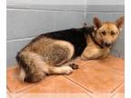 German Shepherd Dog-Siberian Husky Mix DOG FOR ADOPTION RGADN-1234054 - LADY -