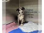 Catahoula Leopard Dog Mix DOG FOR ADOPTION RGADN-1234072 - COMET - Catahoula