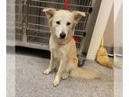 Golden Retriever Mix DOG FOR ADOPTION RGADN-1234084 - SNOW - Golden Retriever /