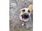 Adopt Clyde a Anatolian Shepherd, Mixed Breed