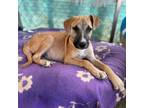Adopt Chip a Mixed Breed