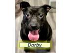 Adopt Darby a Labrador Retriever