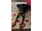 Adopt Deebo a Doberman Pinscher