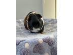Adopt Henri a Short-Haired, Guinea Pig